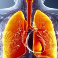 呼吸系统疾病模型