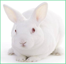 兔多克隆抗体定制服务