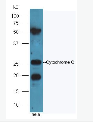 Cytochrome C antibody