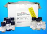 Clathrin light chain A (CLTA) ELISA Kit, Human产品图