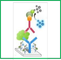 ELISA试剂盒开发服务