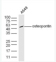 osteopontin antibody