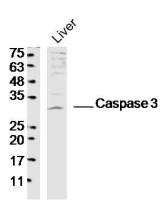 Caspase-3 antibody