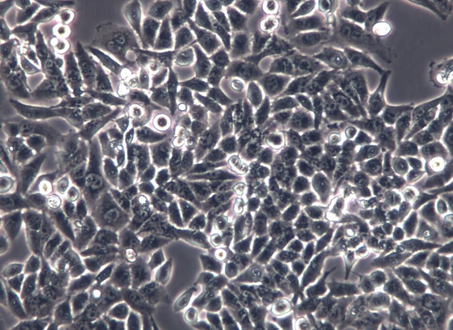 小鼠膀胱平滑肌细胞