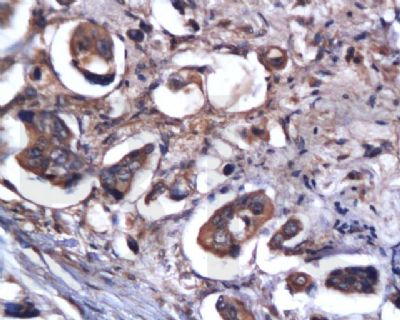 Caspase-9 antibody