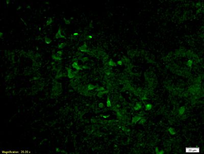 Histone H3/HIST3H3 antibody