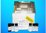 Endothelin-1 receptor (EDNRA) ELISA Kit, Human