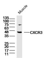 CXCR3 antibody