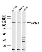 CD133 antibody