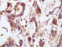 Connexin 43 antibody