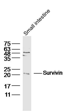 Survivin antibody