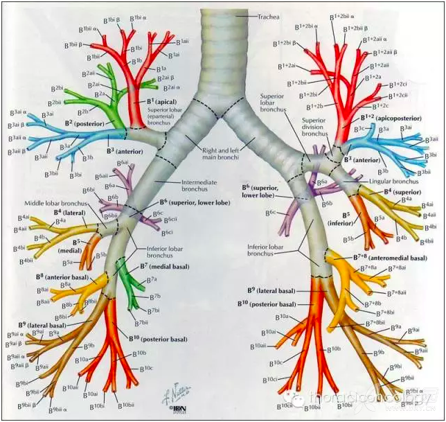 气管镜下的气管解剖图图片