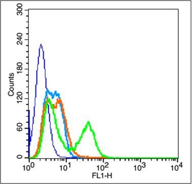 E cadherin antibody