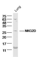 NKG2D antibody