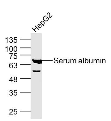 Serum albumin antibody