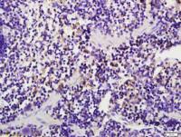 Caspase-1 p20 antibody