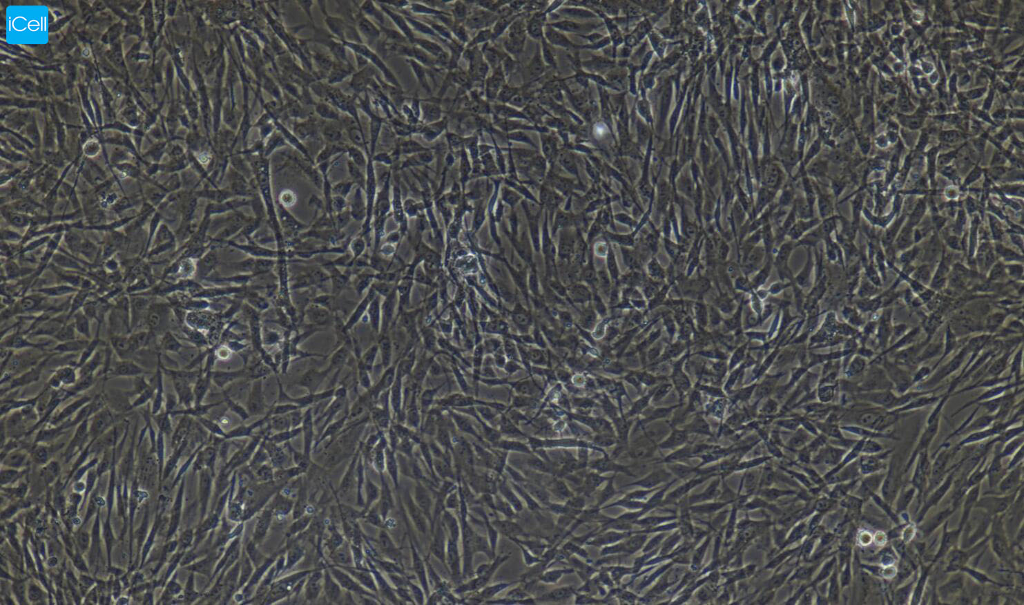 大鼠肺泡II型上皮细胞/免疫荧光鉴定 镜像绮点（Cellverse）