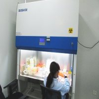 人晶状体上皮细胞/免疫荧光鉴定/镜像绮点(Cellverse)