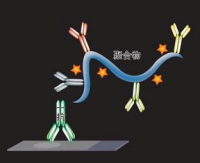 Ⅳ型胶原,COL4,免疫组化试剂盒猪