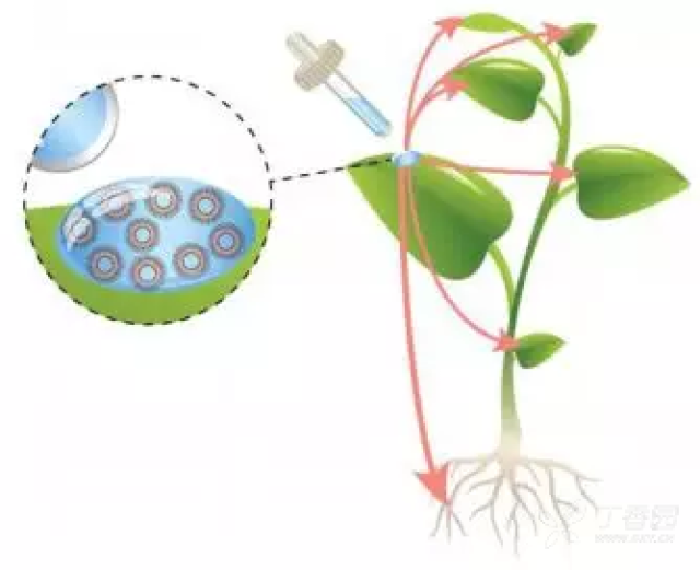 《自然》:用于癌症治疗的纳米包裹技术也能拯
