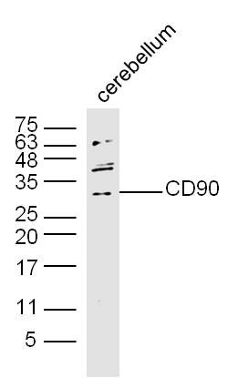 CD90 antibody