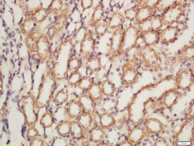 Nephrin antibody