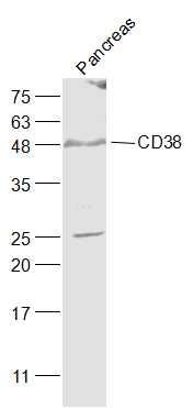 CD38 antibody