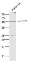 CD38 antibody