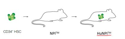 免疫系统人源化小鼠模型(HuNPI)