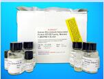 Transient Receptor Potential Cation Channel Subfamily A, Member 1 (TRPA1) ELISA Kit, Human