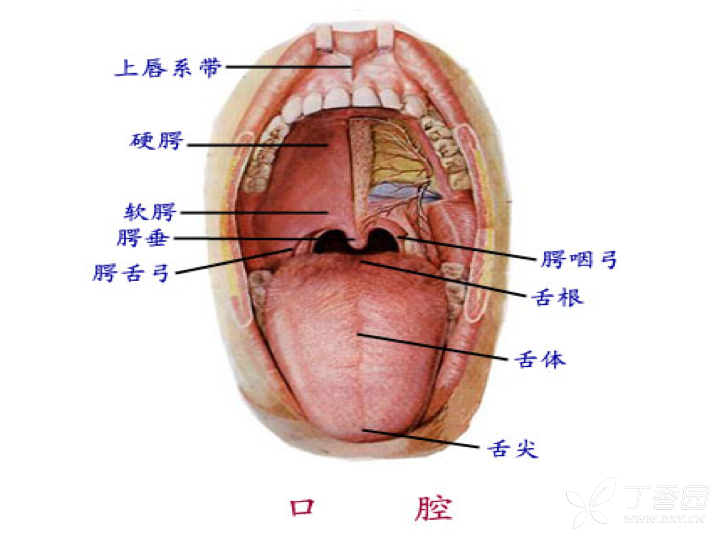 丁香园论坛