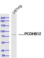 PCDHB12 antibody