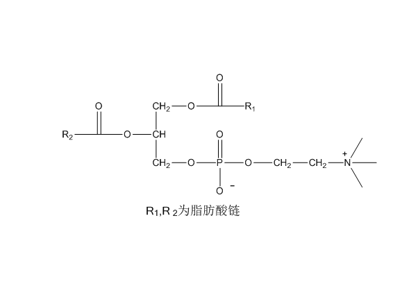 蛋黄磷脂酰胆碱（93685-90-6）