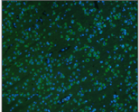 小鼠肠上皮细胞