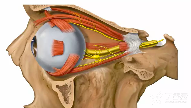 睫状神经节在哪呢 位于眼眶中,视神经和外直肌之间