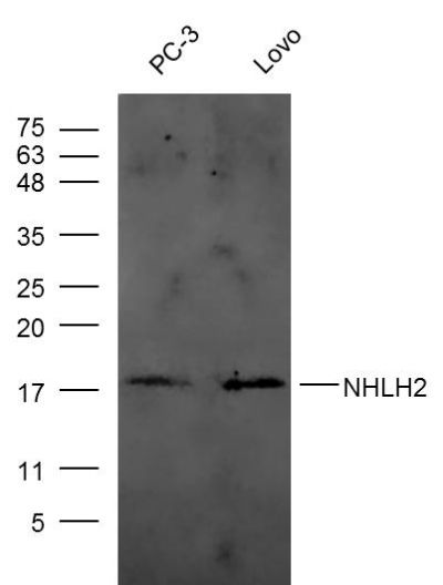 NHLH2 antibody