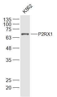 P2RX1 antibody