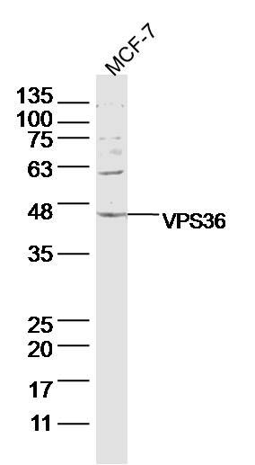 VPS36 antibody