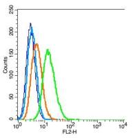 phospho-Fos B (Ser27) antibody