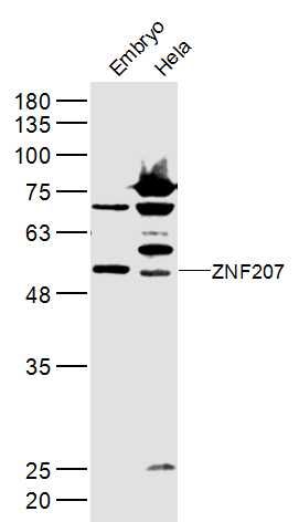 ZNF207 antibody