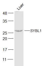SYBL1 antibody