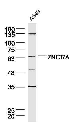 ZNF37A antibody