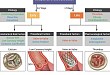 TAVR 术后的迟发冠脉阻塞