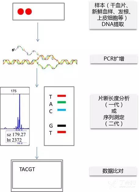 pcr检测流程图 3282138802772624212-8w.jpg