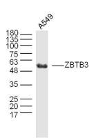 ZBTB3 antibody