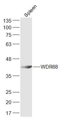 WDR68 antibody