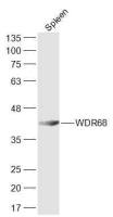 WDR68 antibody
