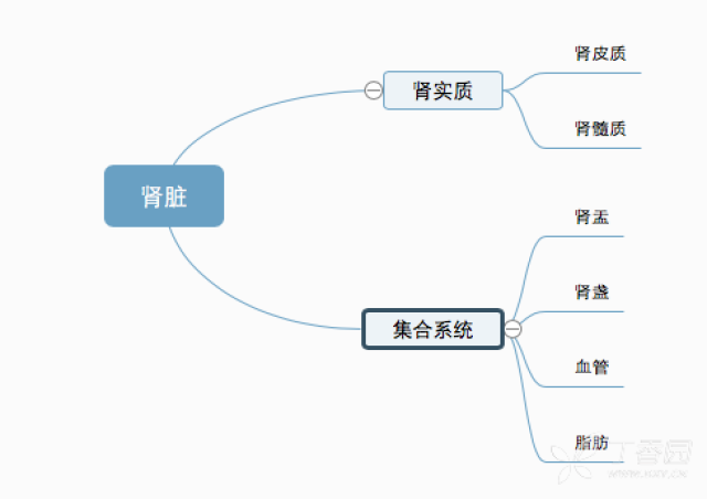 【组织,解剖结构】 肾脏分为 实质部分和 集合系统 实质又可以分为