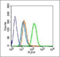 Cytokeratin 5 antibody