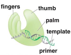 ​分子酶专栏之DNA聚合酶（一）